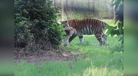 UK: Endangered Amur Tigers Meet for First Time at Woburn Safari Park
