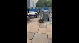 Raccoon Dips Hands Into Swimming Pool