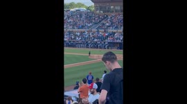 Dog Retrieves Bats At Baseball Game