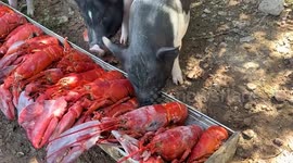 Coastal farmer raises eyebrows with fresh lobster and crab diet forpigs