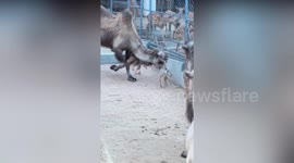 Camel gets the hump and tries to eat bambi