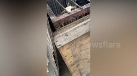 Owner rescues pet dog that was kidnapped from street in China