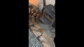 Woman tries to free a tiny bird trapped in her fireplace