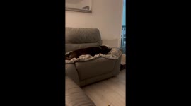 Whimsical dream adventure: Dog becomes a roaring superbike in his sleep