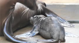 Historic Birth: Sea Lion Pup Arrives at Point Defiance Zoo & Aquarium