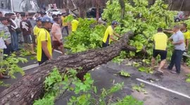 Fallen tree disrupts highway route in northern India’s, SDRF swiftly restores traffic