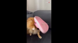 'Queen of Crocs!' - Silly dog stylishly uses human's pink Croc as a hat