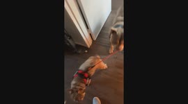 Unplanned Walk: Bulldog takes Frenchie for a ride during photo session
