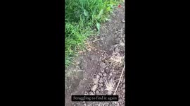 'It Takes Nothing to be Kind!' - Compassionate family cares for abandoned baby crow