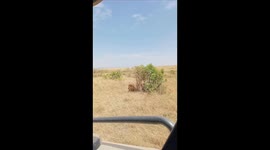in the african savana, a lion relaxing in the bushes under the sun