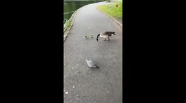 Goose family’s peaceful day shattered as seagull snatches gosling