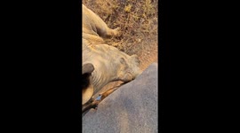 Wild white rhino uses a safari vehicle as a scratching post, just millimeters from the tracker!