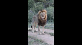Stunning male lion is greeted by lioness and then performs the Flehmen Grimace!