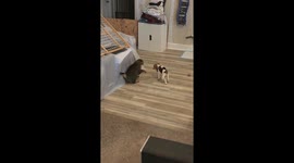 Cute Beagle puppy being playful with cat. She swipes at the puppy and misses then the puppy chases the cat.
