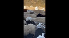 Stuck In Sheep Traffic Jam