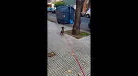 Dachshund Defends Owner From Blue Pony Statues