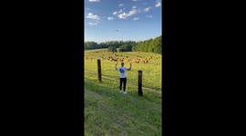 Man Gives Speech to Adoring Bovine Audience