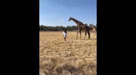 Giraffe Greeting Goes Awry