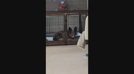 Dog Makes Funny Face In Crate