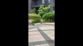 Chinese babies mesmerised by neighborhood dance performance