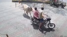 Stray cow tramples woman as she tries to flee in India