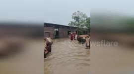Firemen save cattle stuck in floods in China