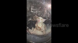 Cat miraculously survives being washed for several minutes in China