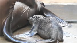 Sea lion pup born at Point Defiance Zoo in Washington