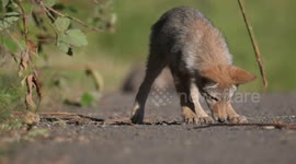 USA: A group of three coyote pups relax and play in the late afternoon sun on a hillside near Elkton in rural southwestern Oregon