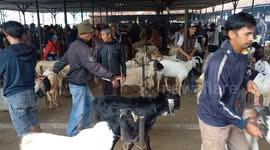 Indonesia: Livestock vendors waiting for customers ahead Muslims Festival of Eid al-Adha