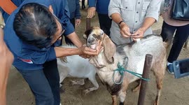 Indonesia: An officers and Doctor seen inspect a goat ready for sale at livestock market ahead of the Muslim festival of Eid al-Adha