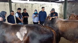Indonesia: An officers and Doctor seen inspect a cow ready for sale at livestock market ahead of the Muslim festival of Eid al-Adha