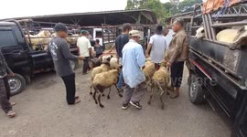 Indonesia: Livestock vendors unloads goats ready for sale at a livestock market ahead of the Muslim festival of Eid al-Adha