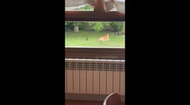 Dog awakens to defend against sneak attacking bird