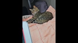 Cat reacts to slurping sounds while grooming