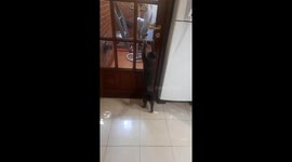 Video captures cat opening door in San Fernando, Argentina