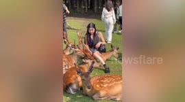 Tourist seemingly sits on top of deer in Japan but she is actually squatting