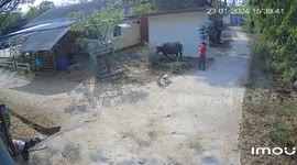 Enraged mother buffalo chases away woman in Thailand