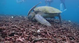 Work smarter, not harder! Fish rides on sea turtle's head to scour ocean floor