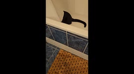 Black cat hides in bath then jumps at owner