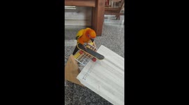 Pet parrot learns how to 'drop in' on skateboard ramp