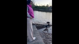 Oops! duck ambush fail