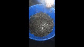 The man used basins of water and light to attract thousands of winged ants out of his house