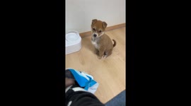 Adorable puppy's heartwarming mealtime anticipation