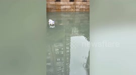 Woman rescues hapless hedgehog from flood