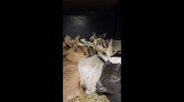 Cozy Kitty In Baby Goat Cuddle Puddle