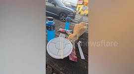 Orange cat steals sausage from customer