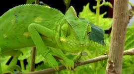 Chameleons' Eye Coordination: A Fascinating Discovery! (Watch in Full HD 4K)
