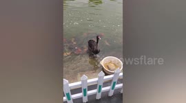 Black swan feeds fish in pond