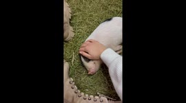 Little Pig Enjoys Sleepy Snuggles